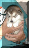 Aurora 3 weeks