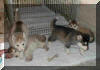 Puppies 5 weeks